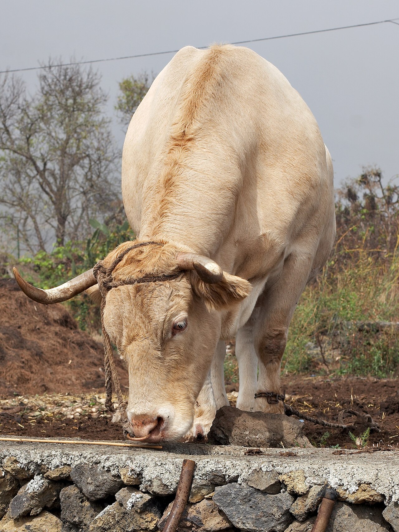 Canaria cattle