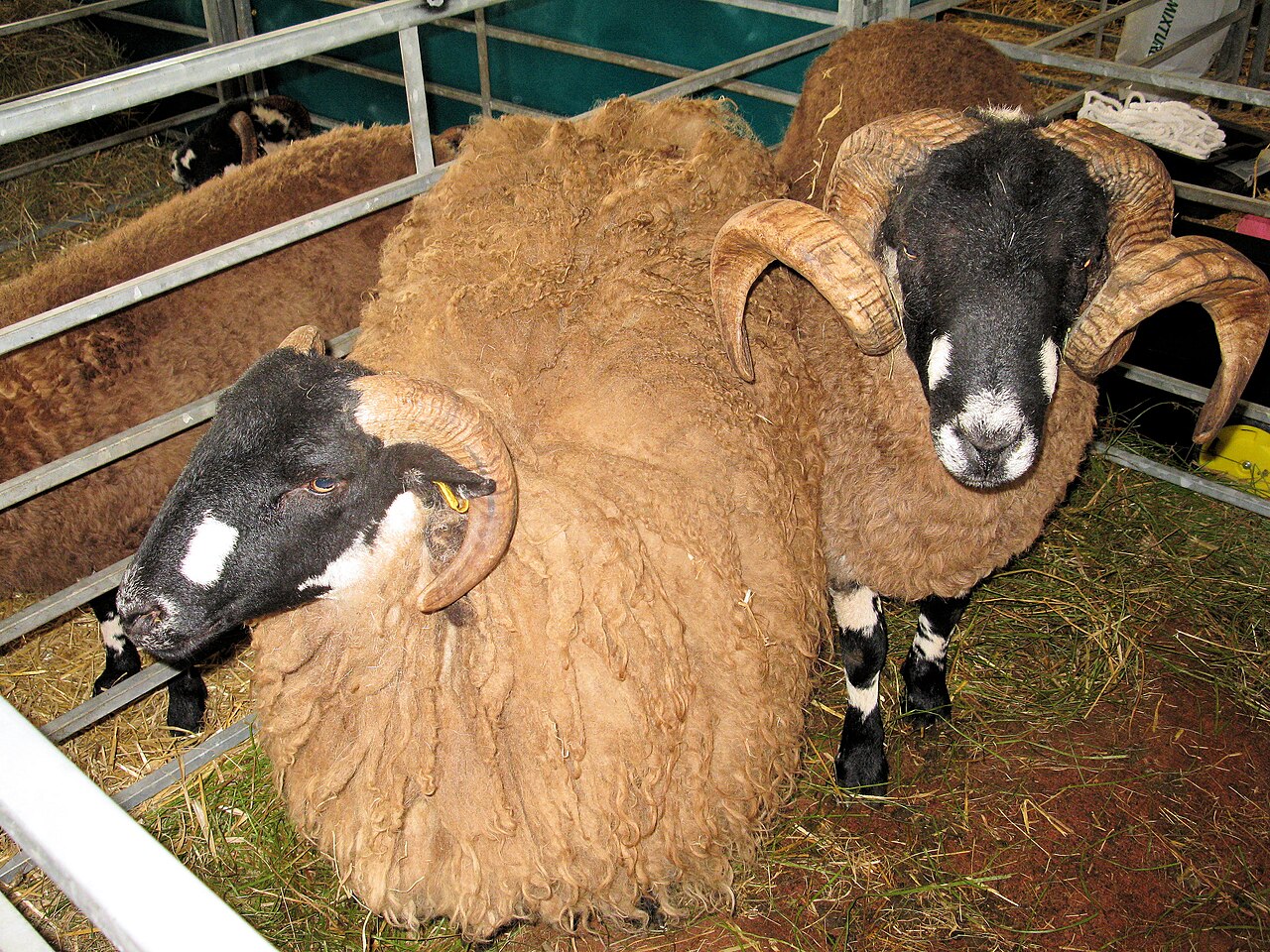 Dalesbred