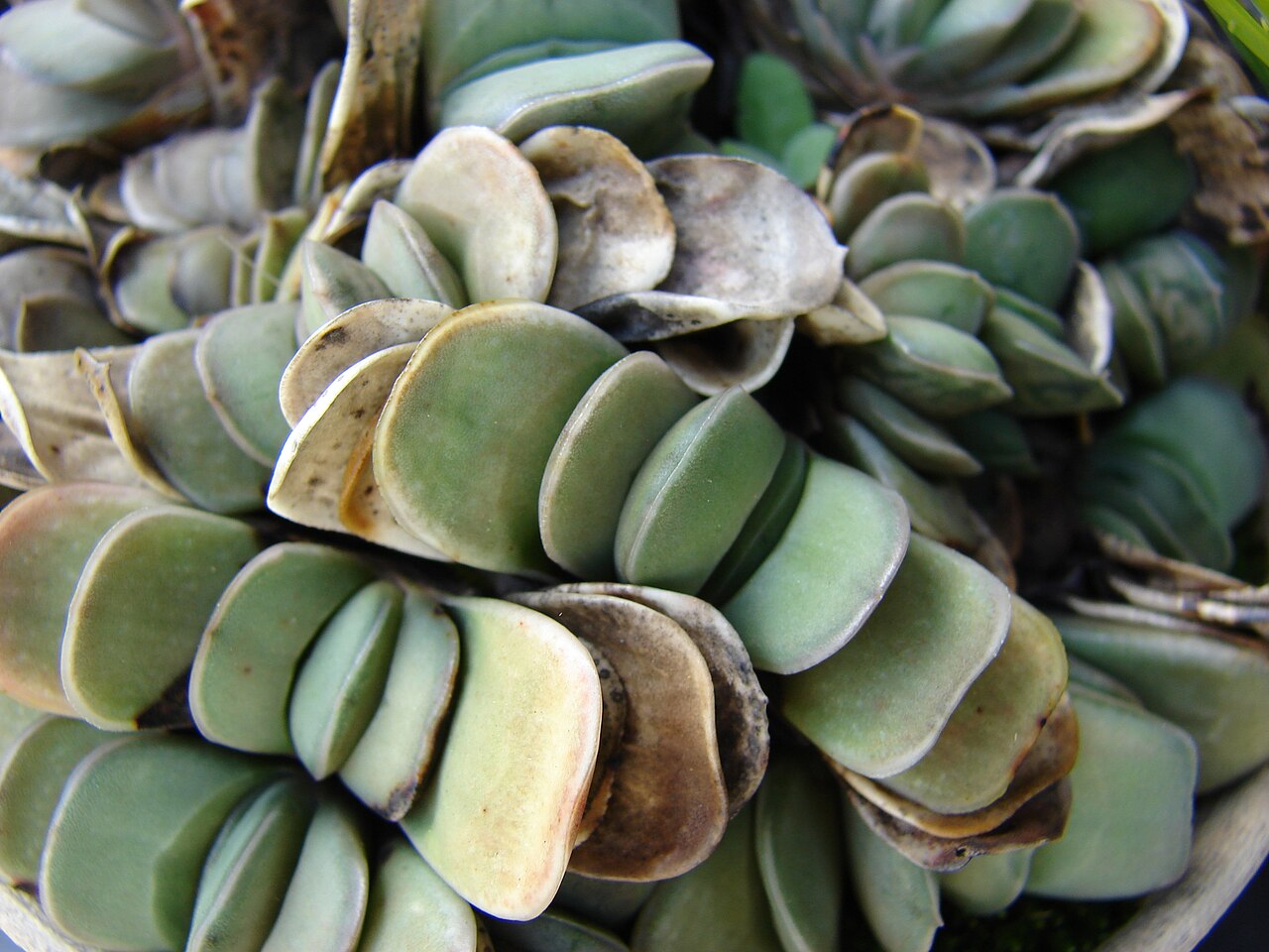 Gasteria glomerata