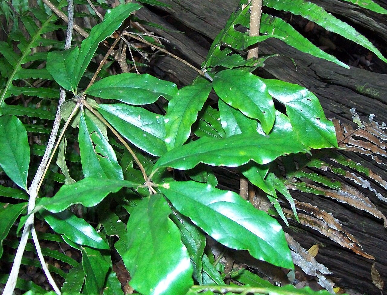 Cinnamomum virens