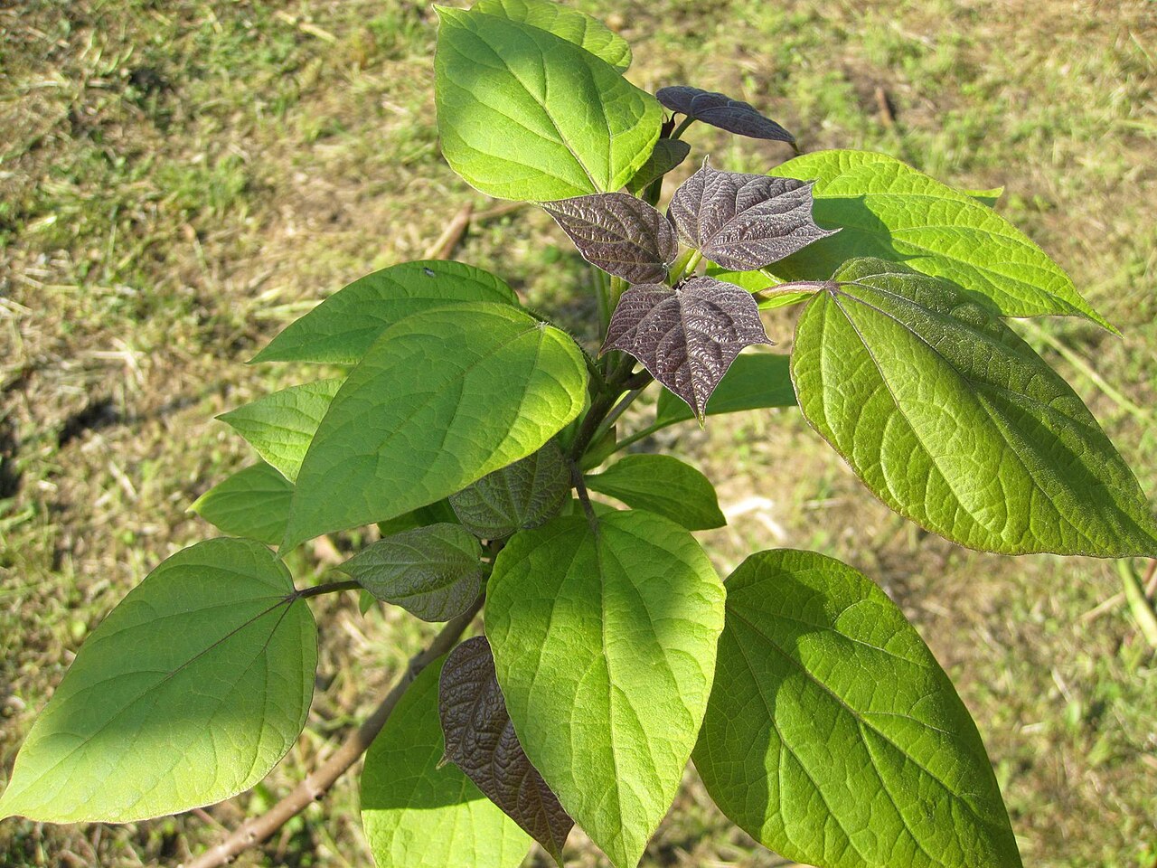 Catalpa ovata