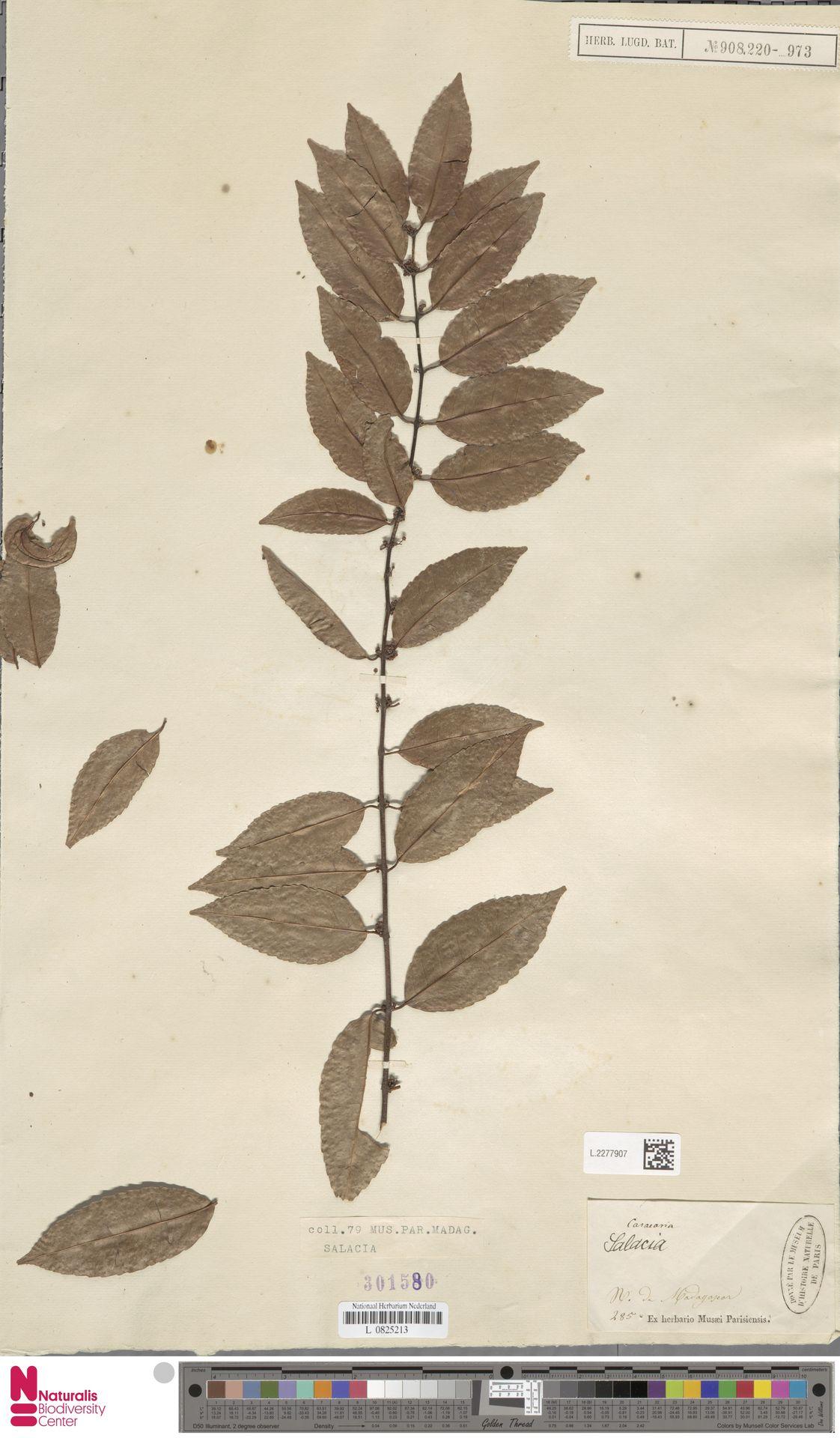 Salacia floribunda