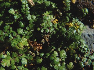 Apium insulare