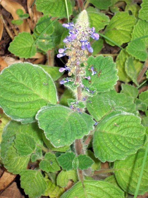 Coleus cremnus