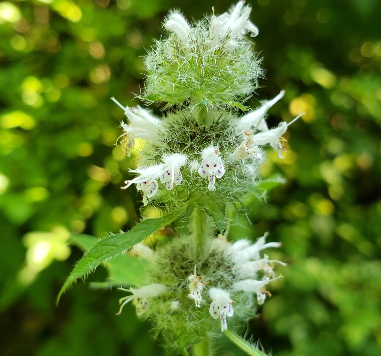 Blephilia hirsuta
