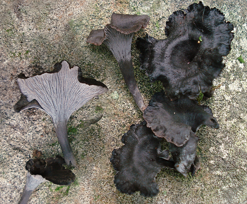 Craterellus cinereus