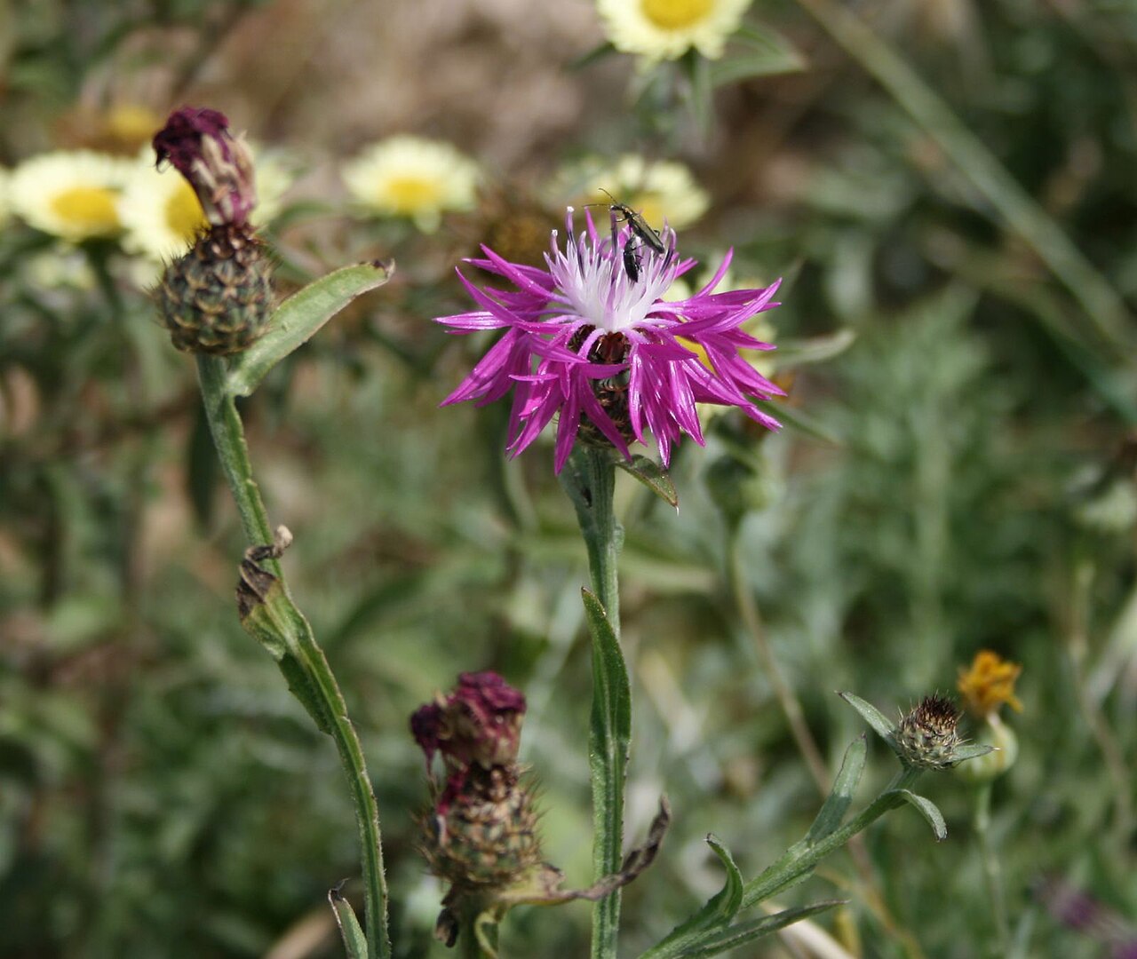 Centaurea napifolia