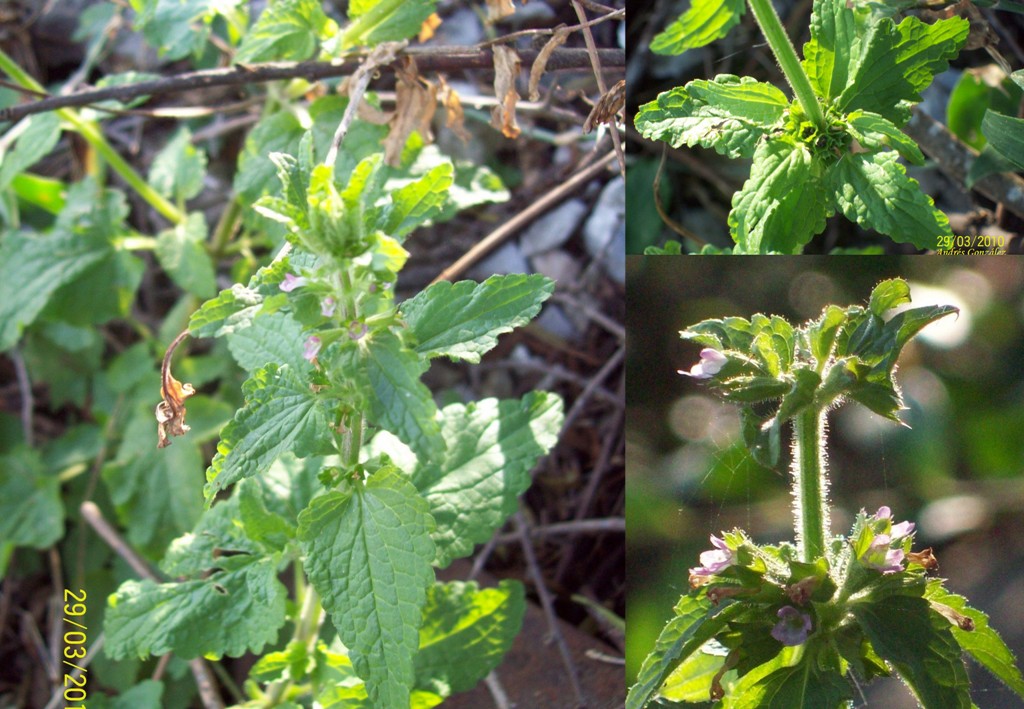 Stachys gilliesii