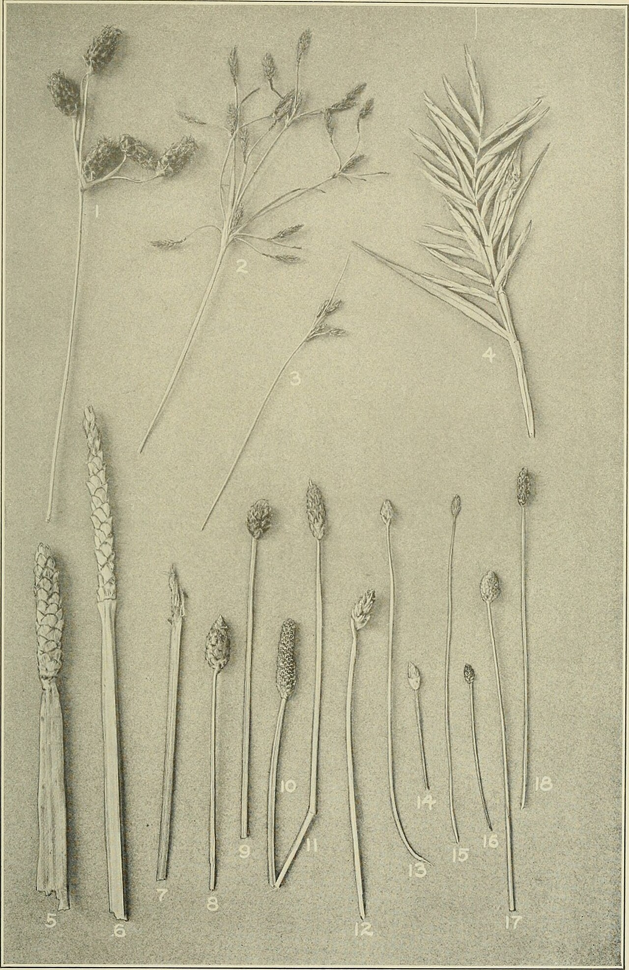 Eleocharis capillacea