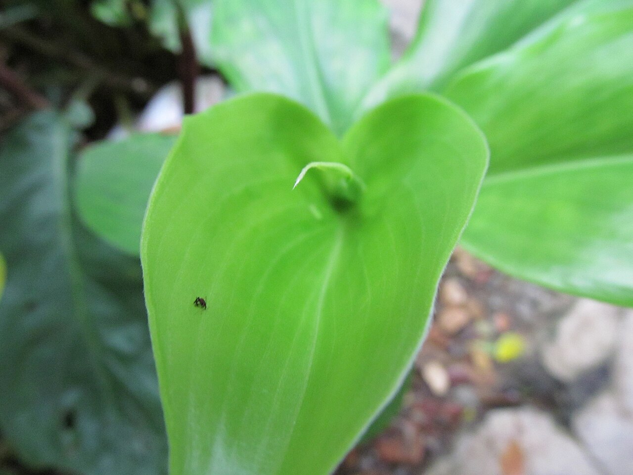 Chamaecostus cuspidatus