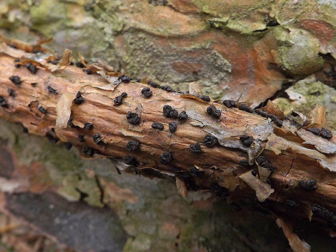 Cenangium ferruginosum