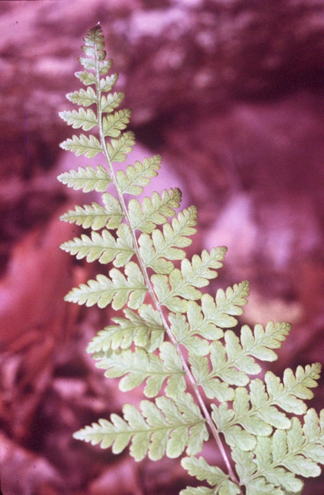 Cystopteris bulbifera