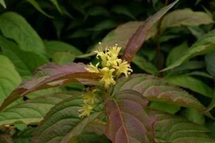 Diervilla sessilifolia