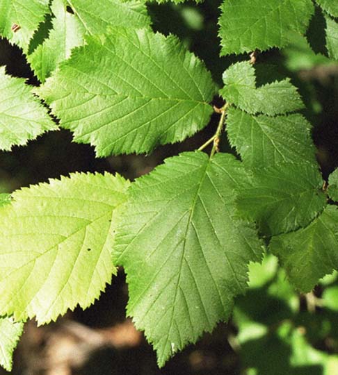 Corylus cornuta