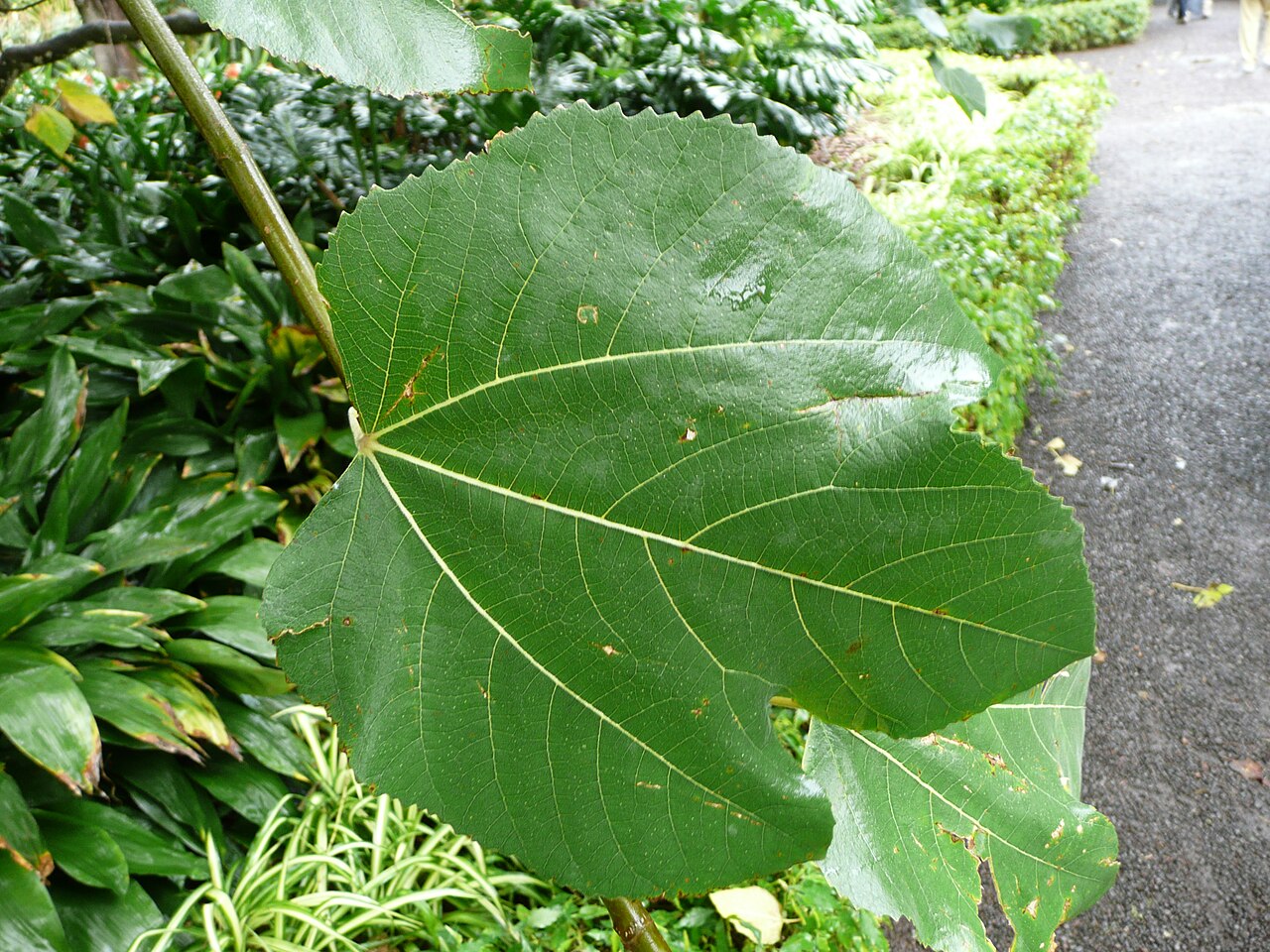 Bedu or Punjab fig is one of the tallest