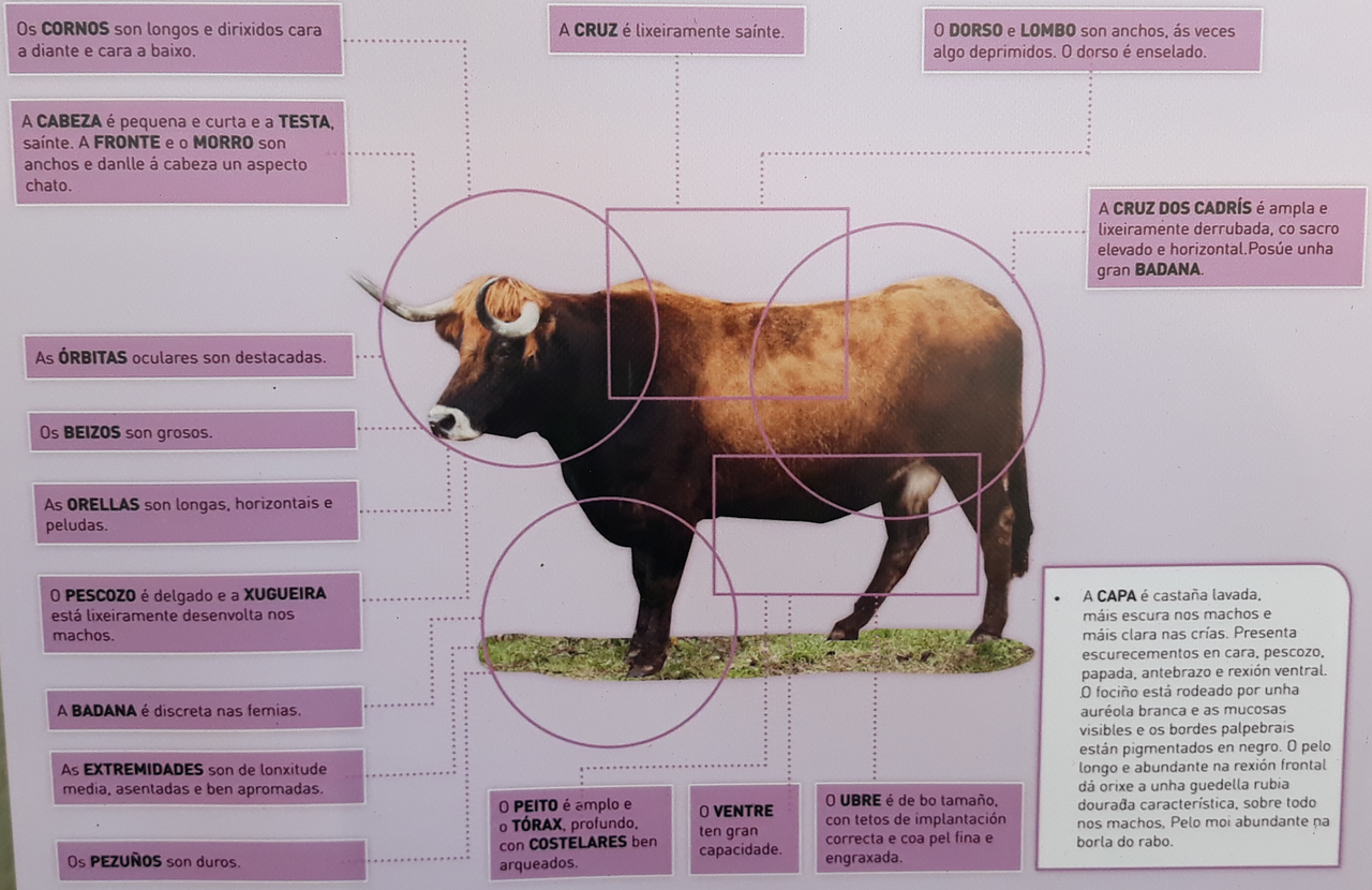 Frieresa cattle