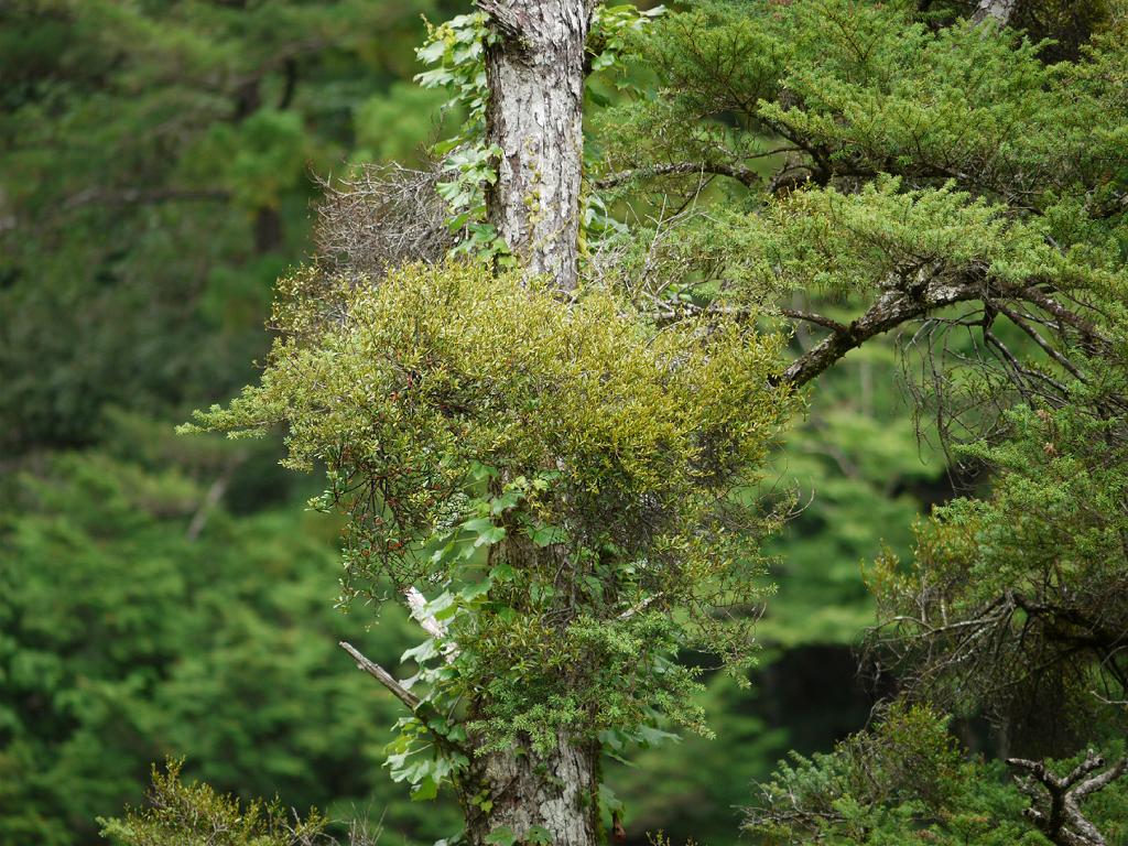 Taxillus kaempferi