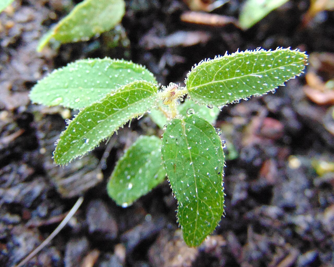 Corymbia citriodora