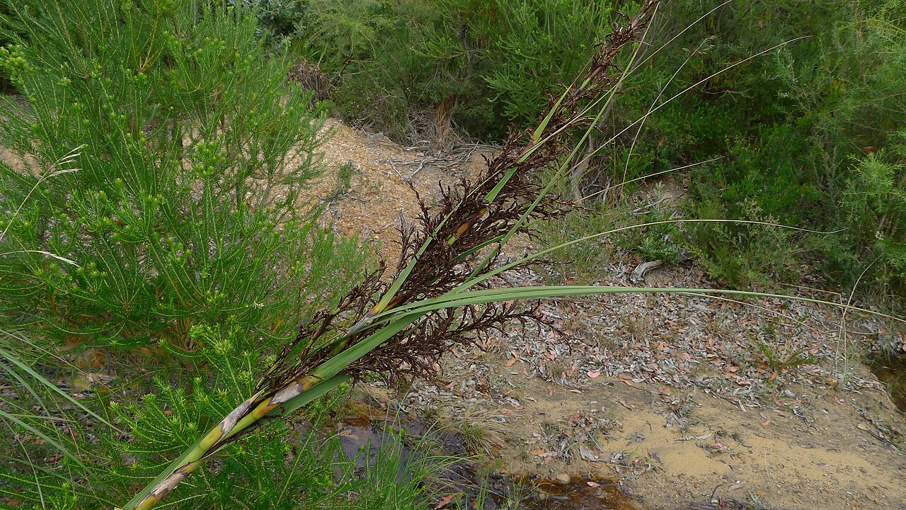 Gahnia clarkei
