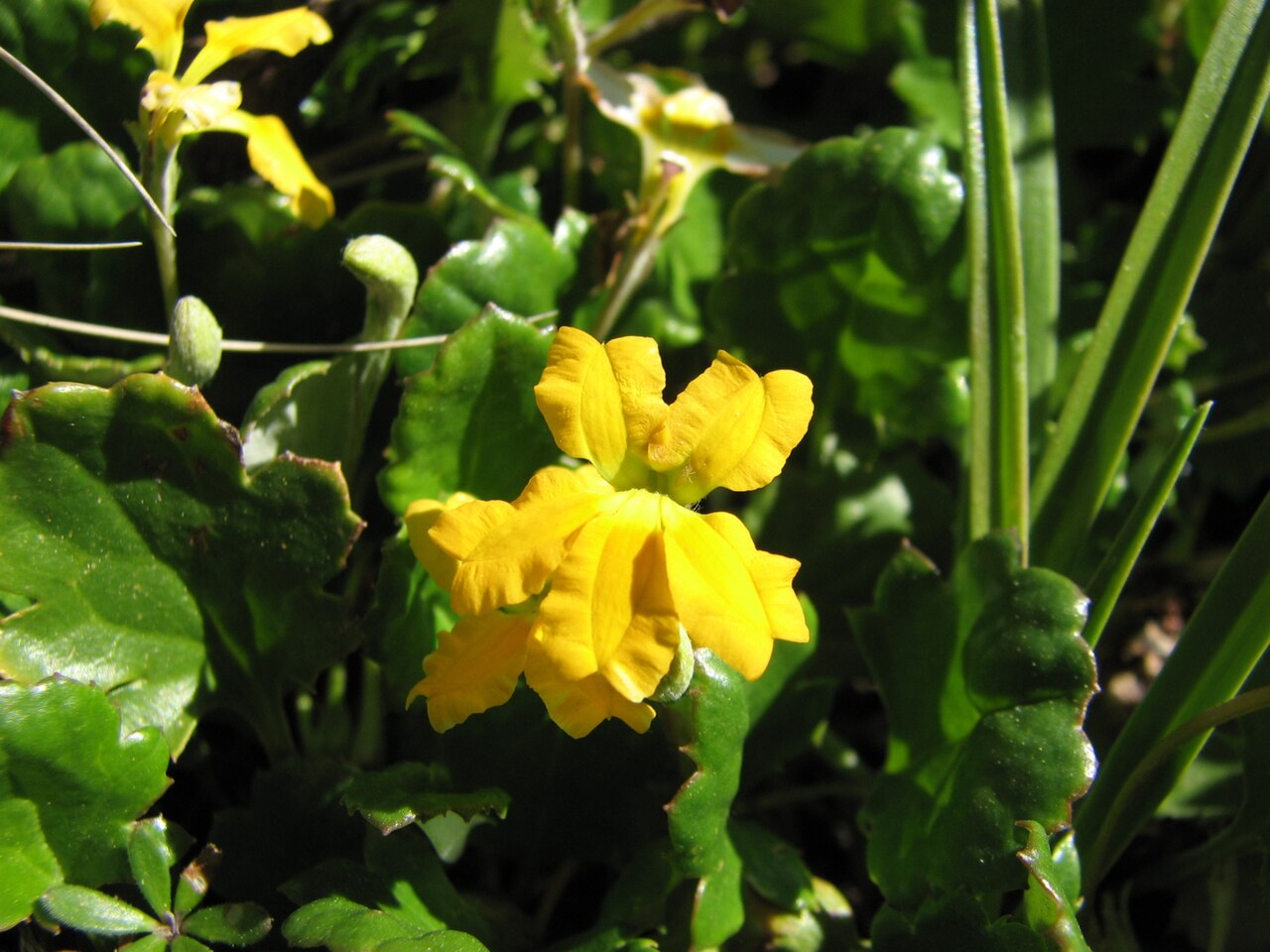 Forest goodenia or ivy goodenia
