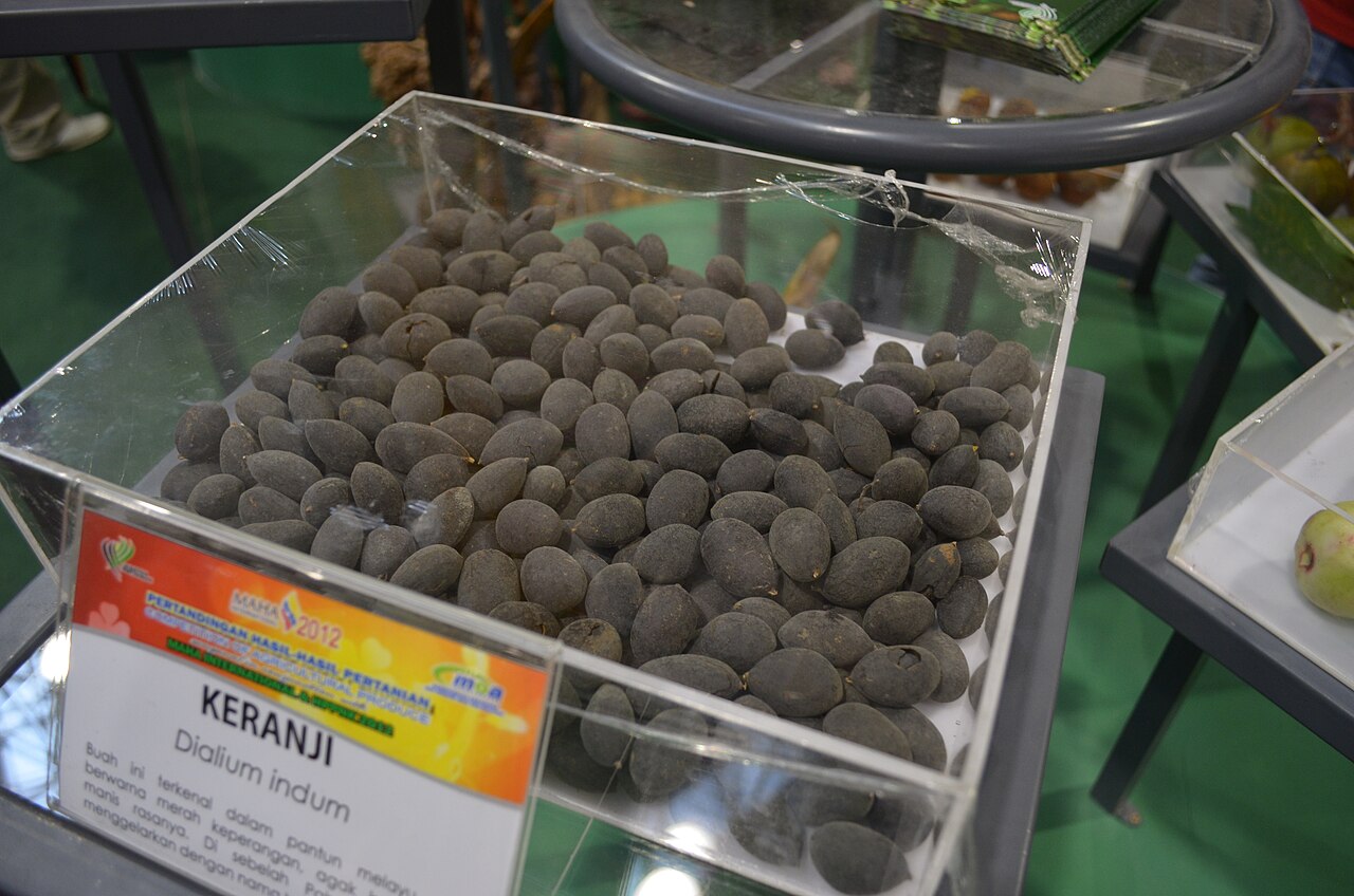 Dialium indum