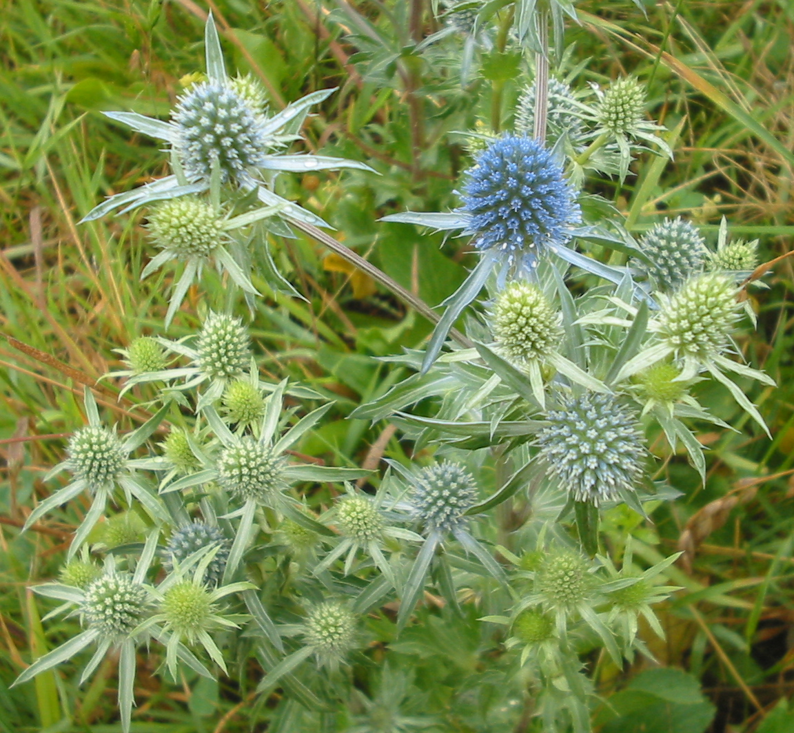 Eryngium armatum
