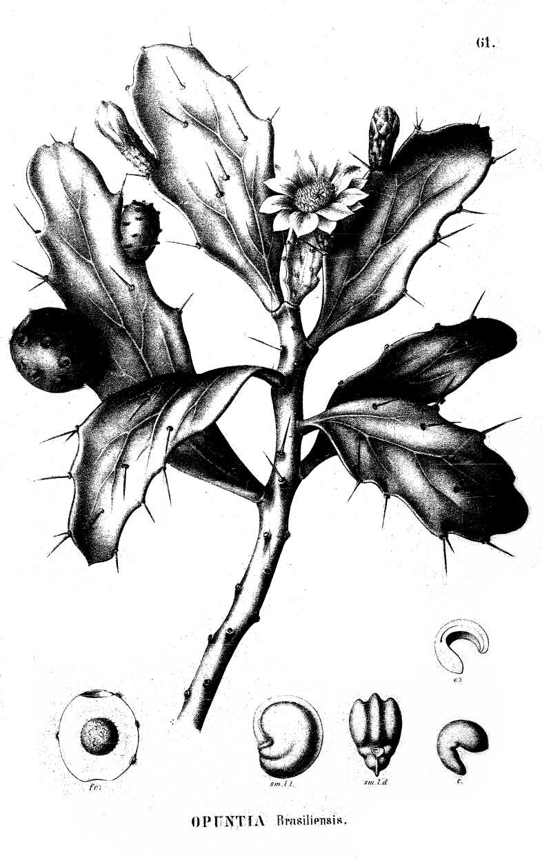 Brasiliopuntia schulzii