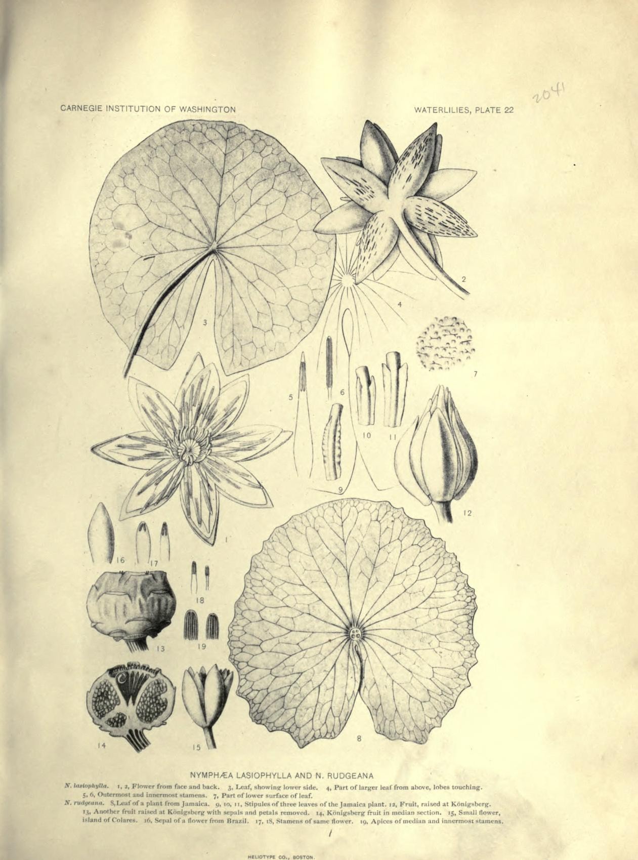 Nymphaea lasiophylla