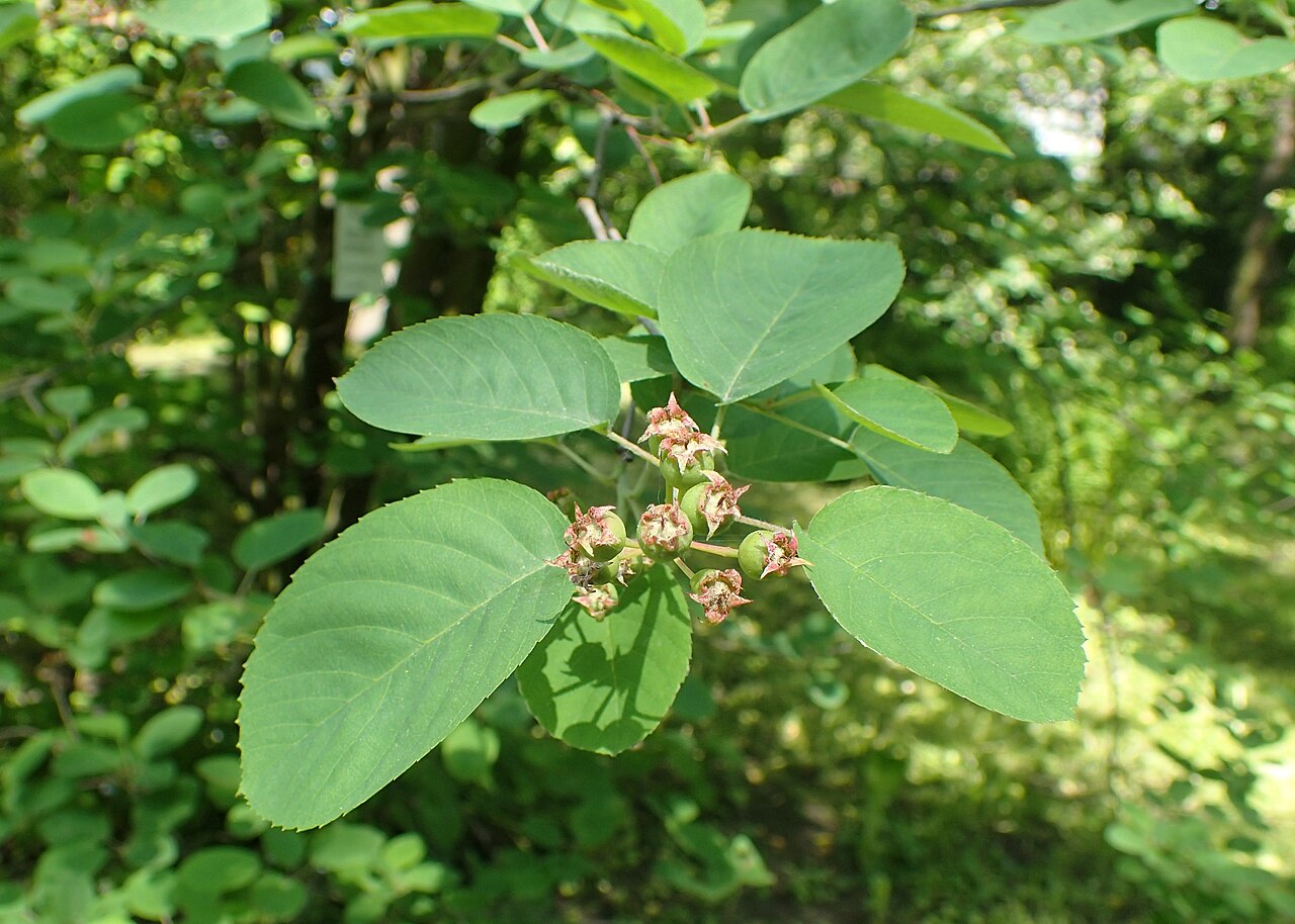 Amelanchier canadensis
