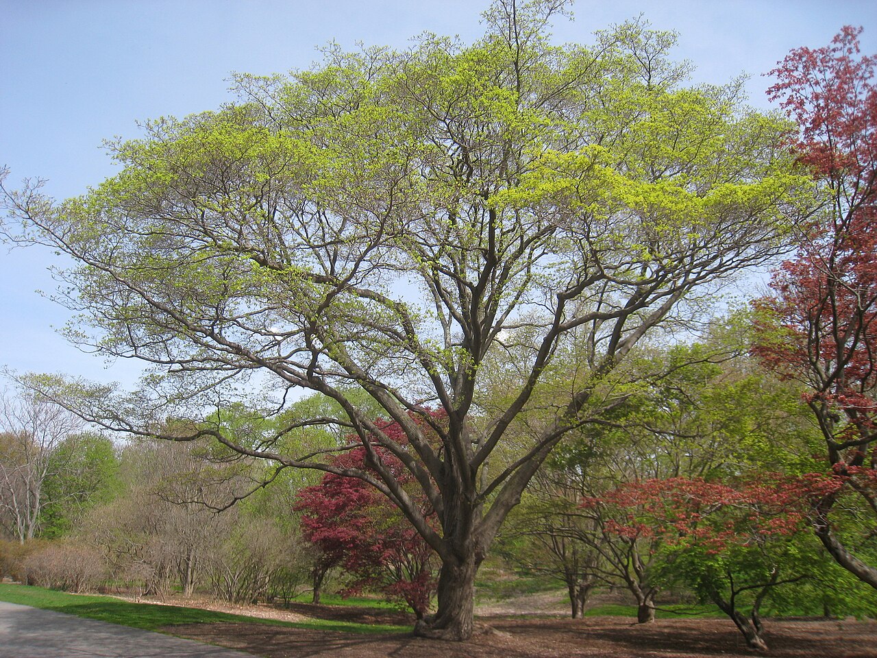 Acer mono
