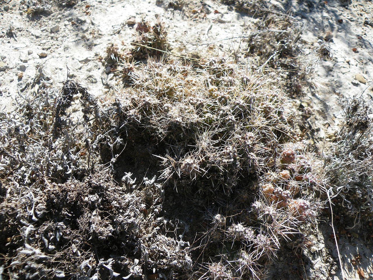 Grusonia bulbispina