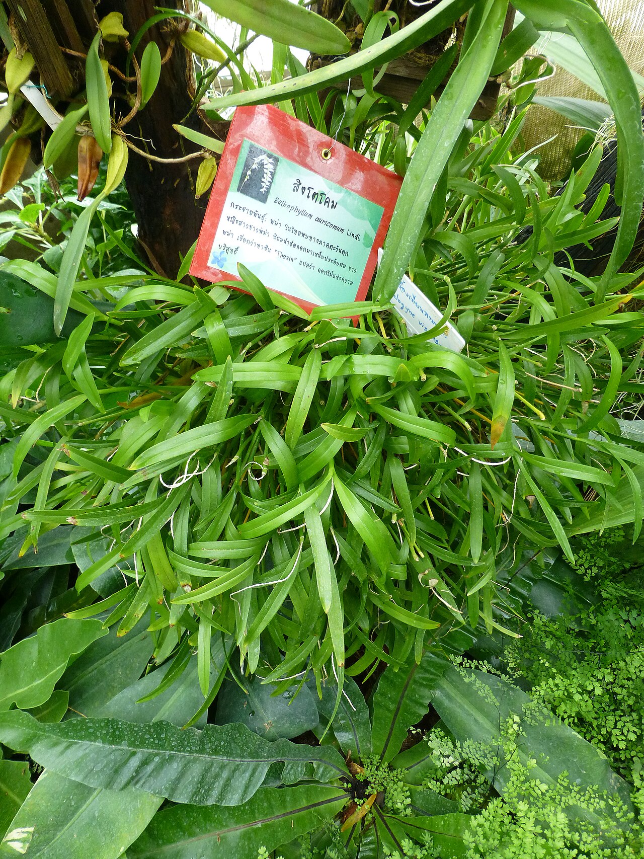 Bulbophyllum auricomum