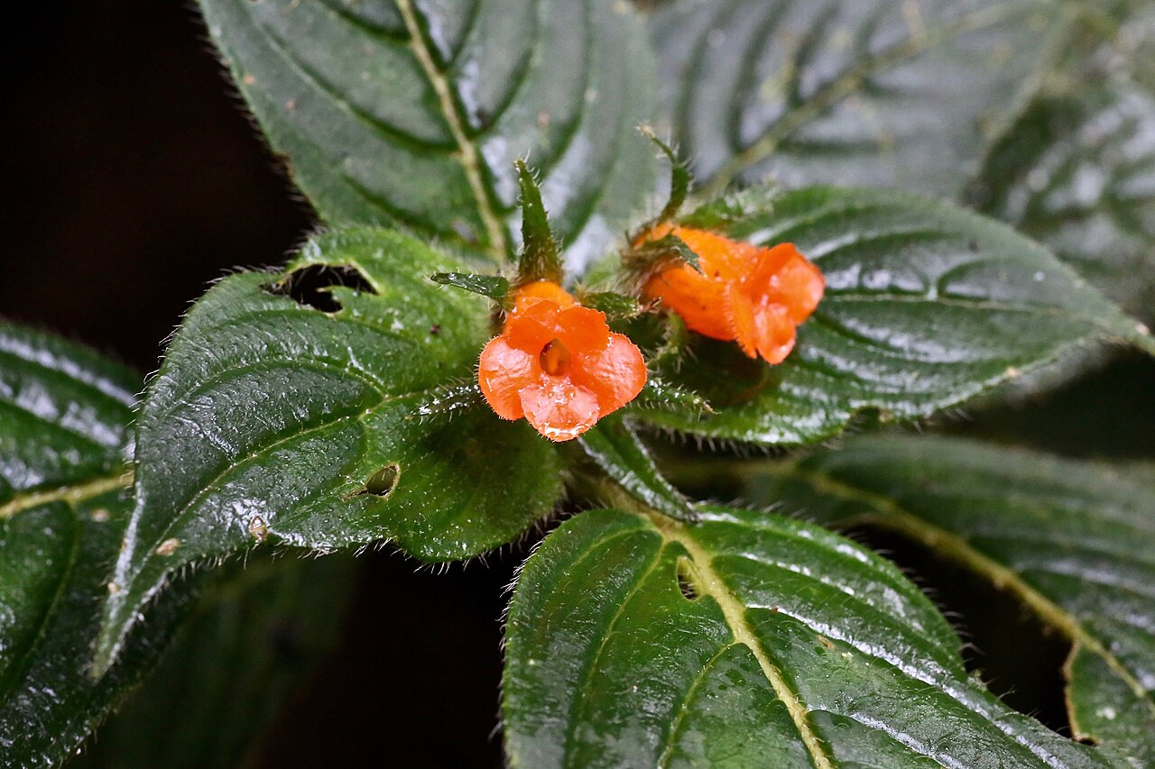 Besleria comosa