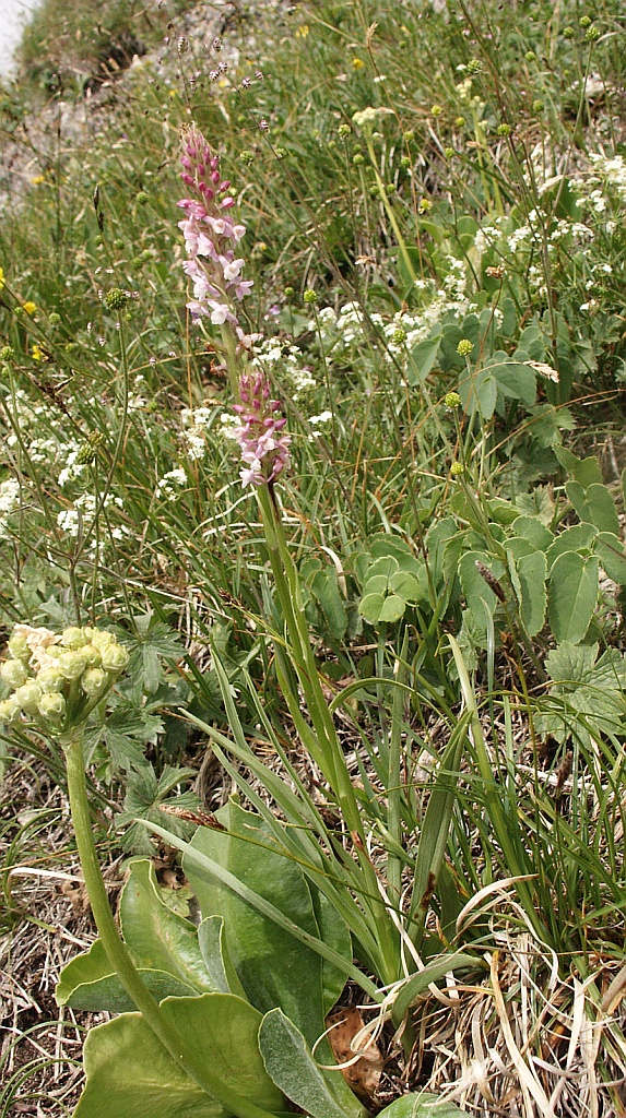 Gymnadenia odoratissima