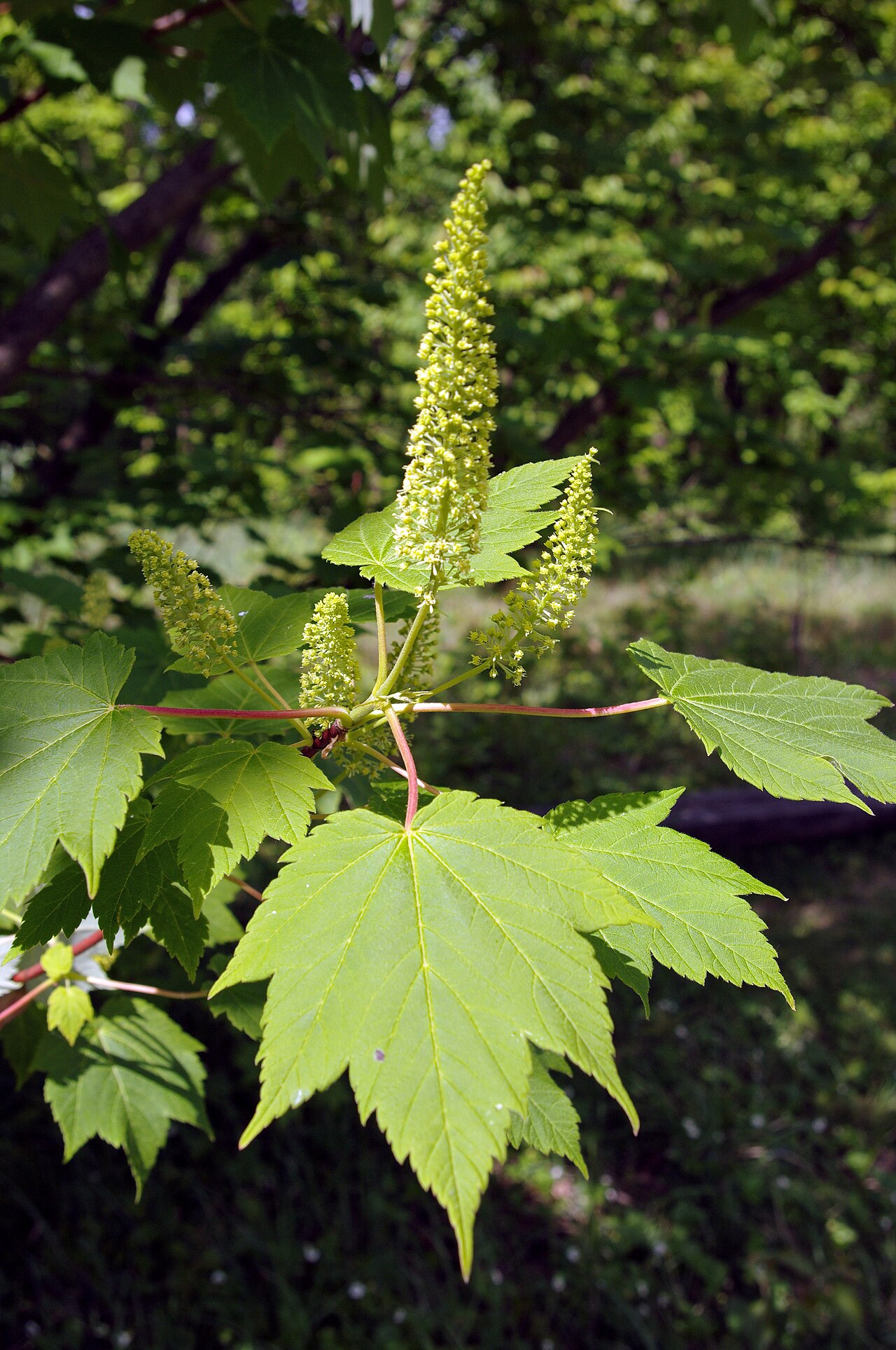 Acer caudatum