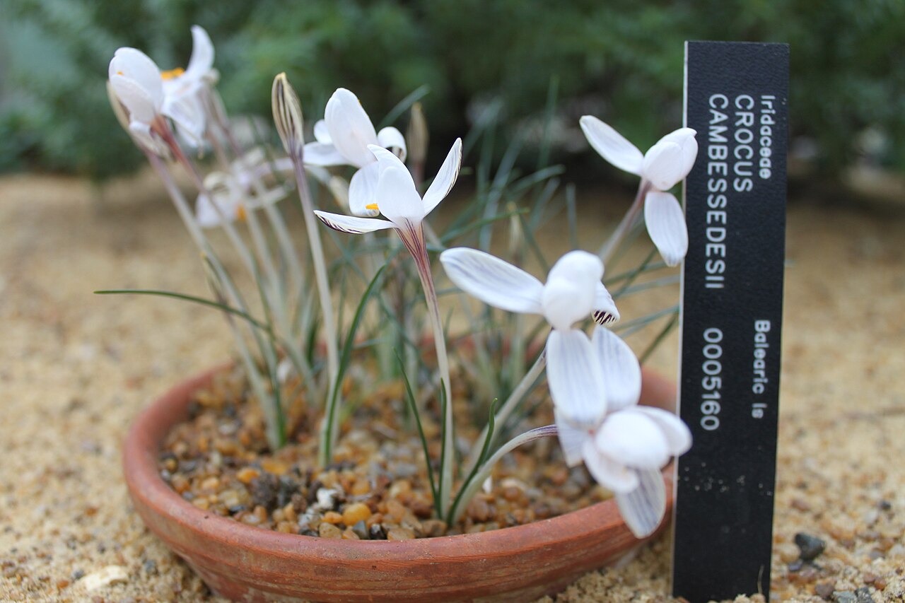 Crocus cambessedesii