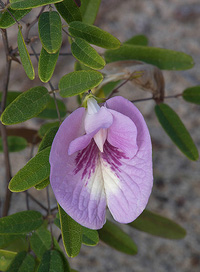 Clitoria fragrans
