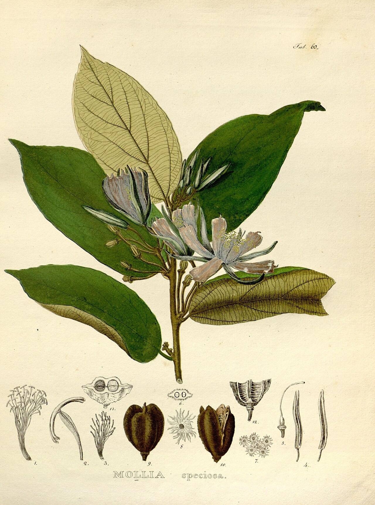 Mollia speciosa