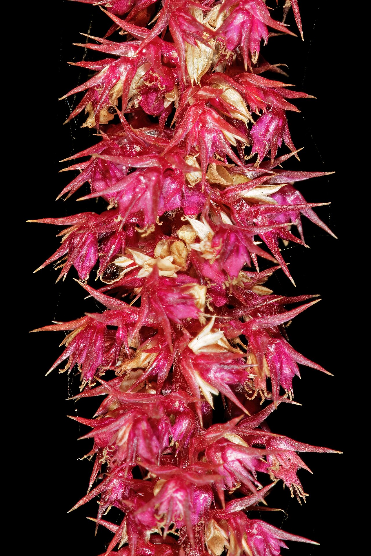 Amaranthus cruentus