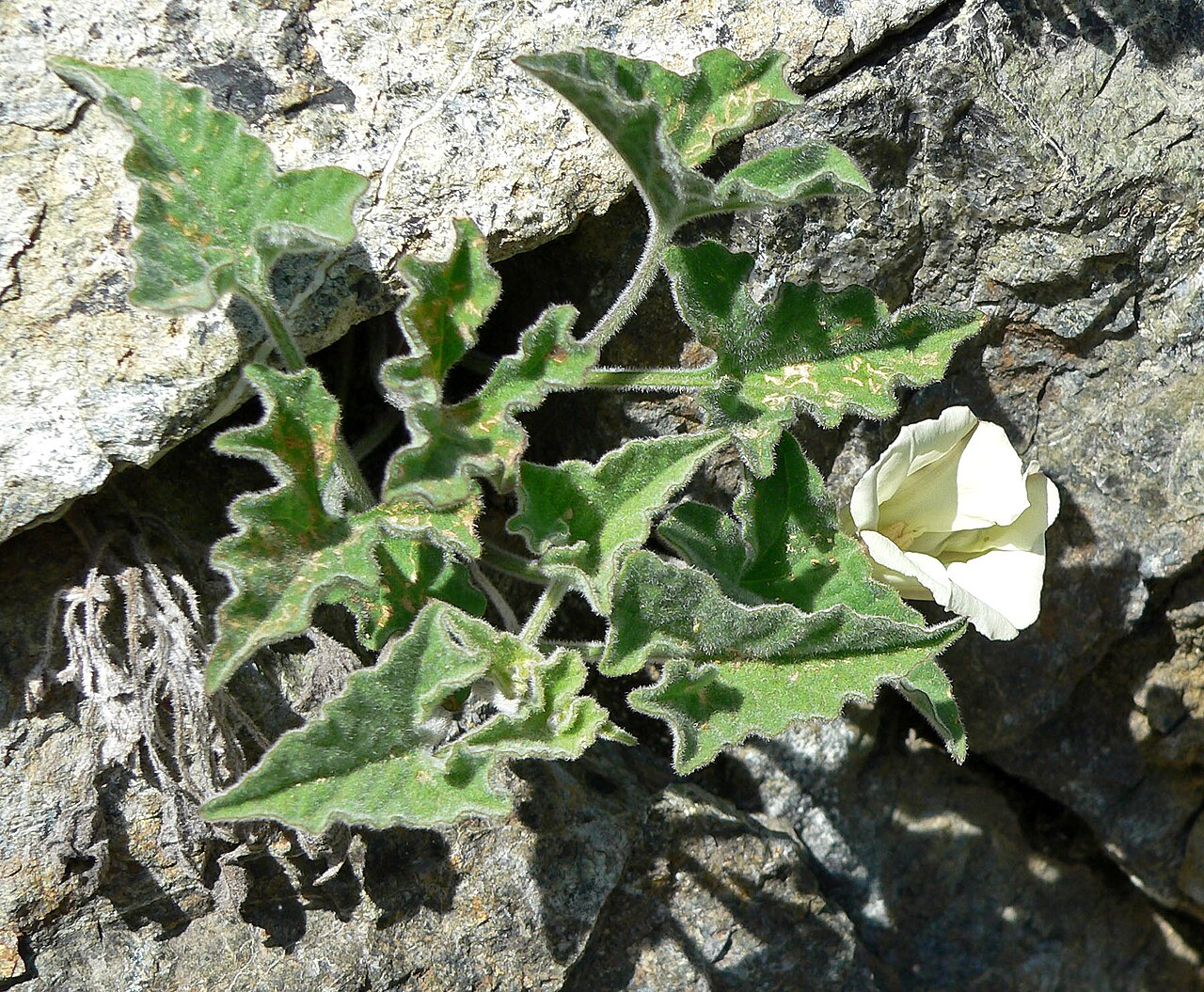 Calystegia collina