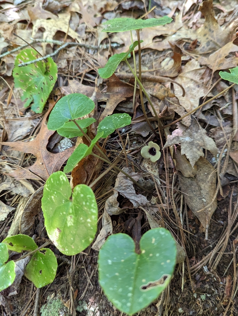 Hexastylis rosei