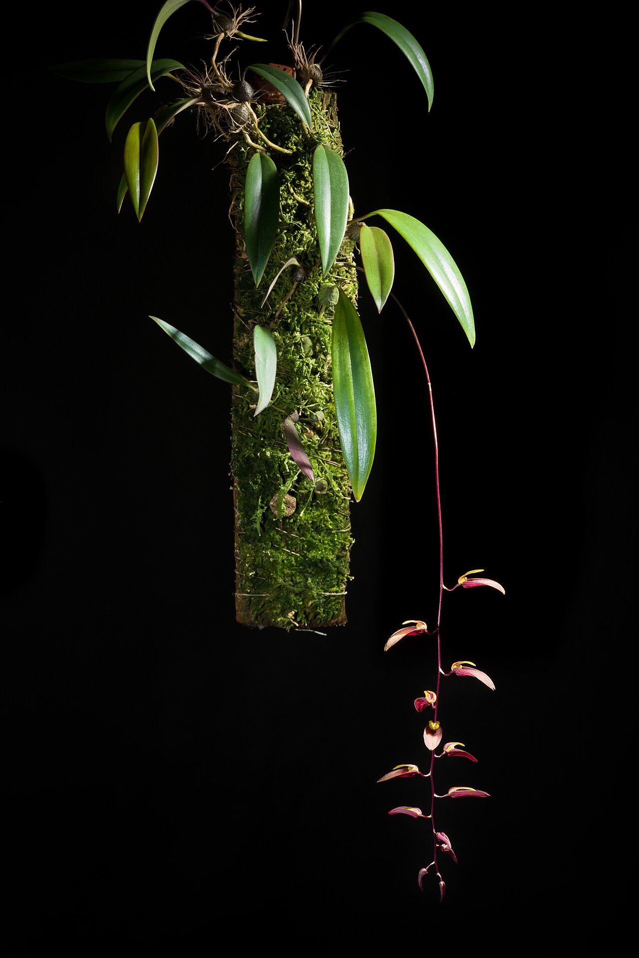 Bulbophyllum callichroma