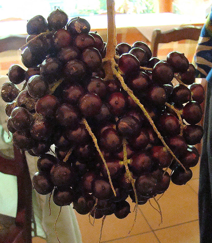 Bactris maraja