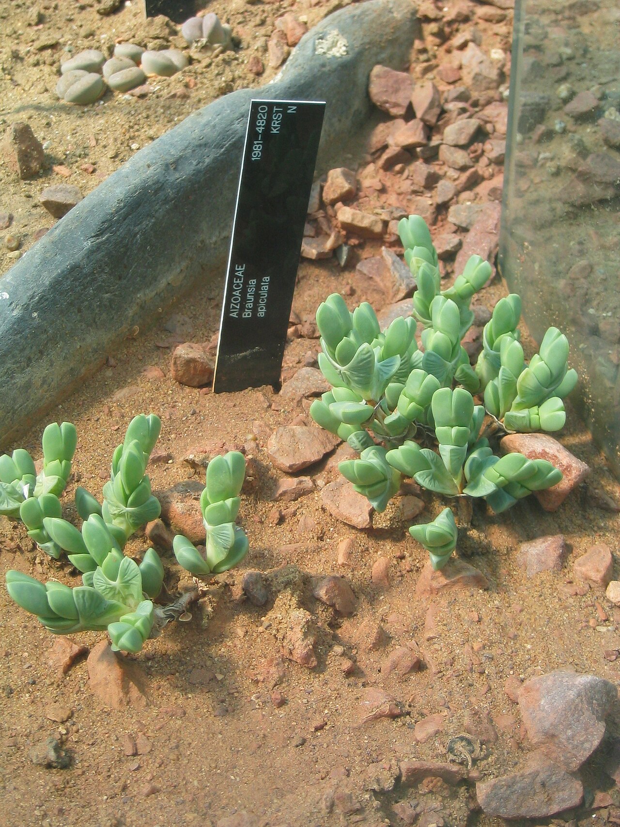 Braunsia apiculata