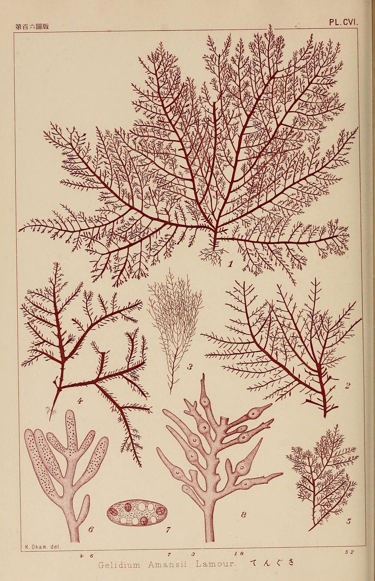 By its Korean name umutgasari