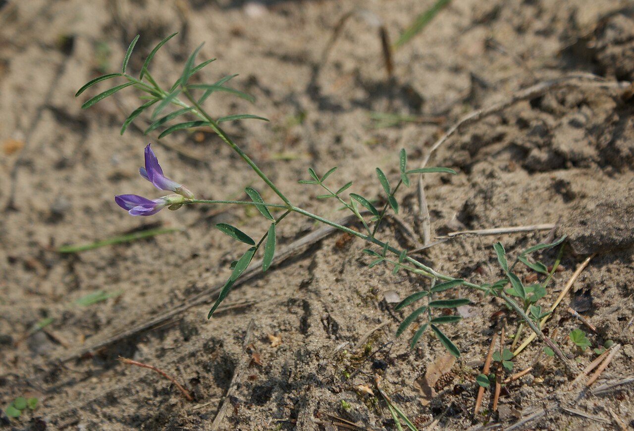 Astragalus arenarius