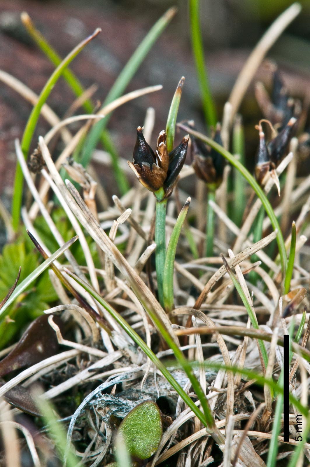Carex acicularis