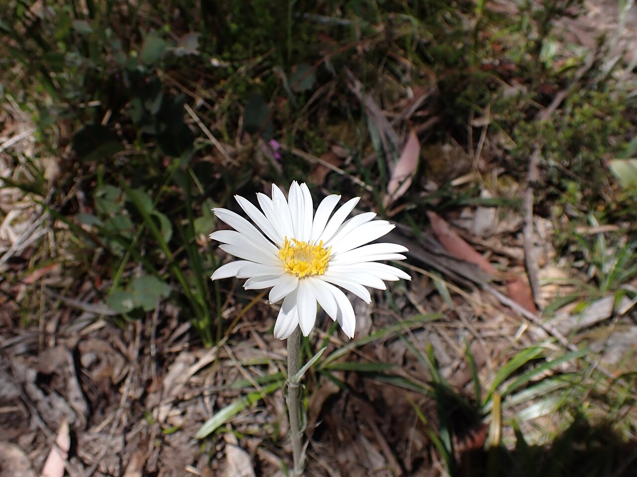 Celmisia tomentella