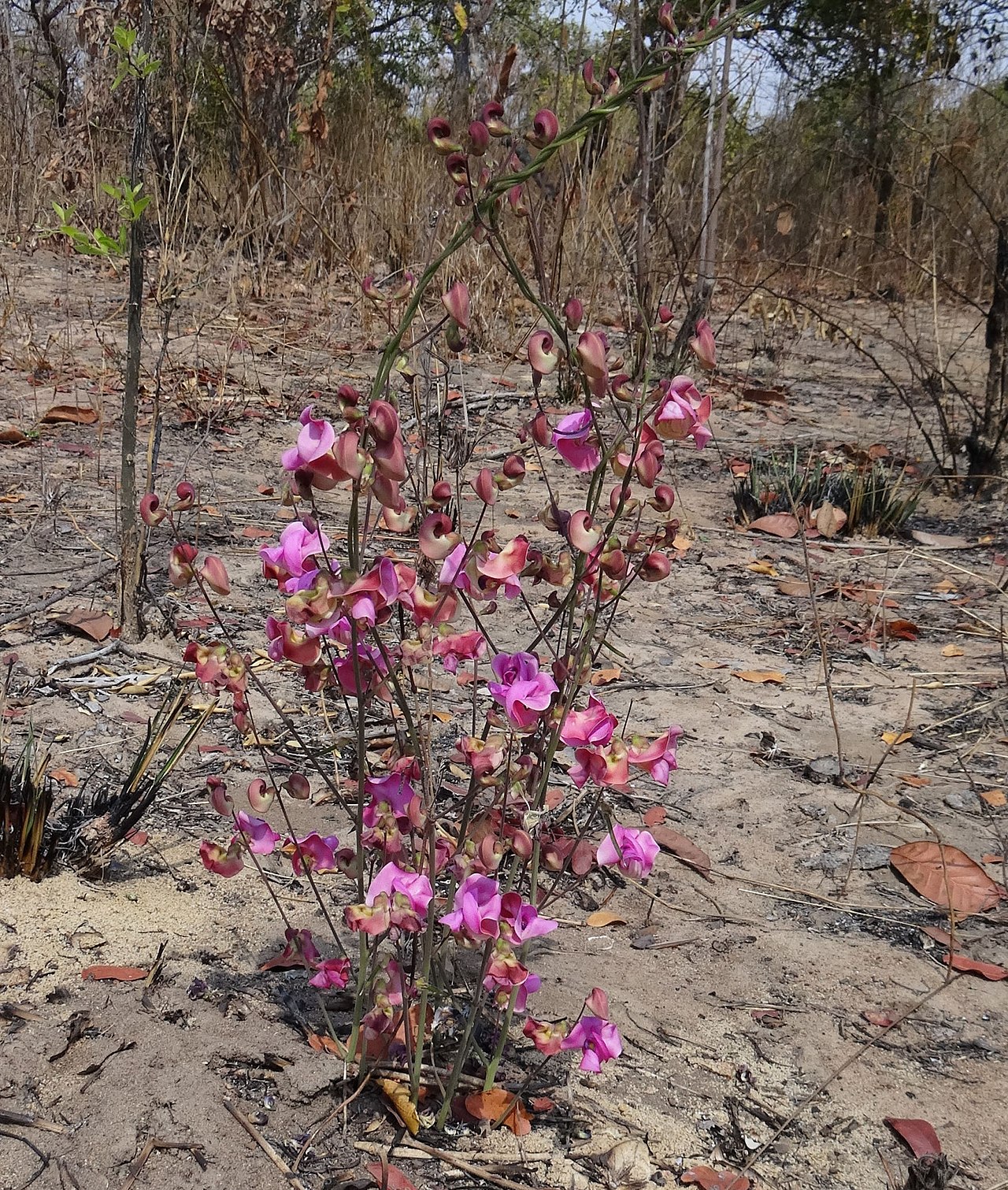 Vigna antunesii