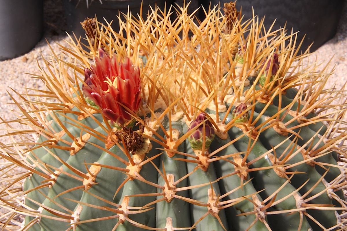 Giant barrel cactus